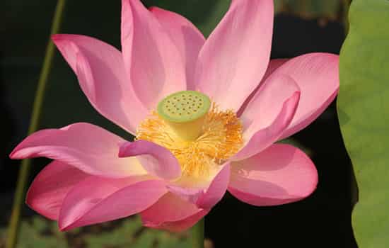 抗衰老最好的七大秘方,抗衰老最好的方法,怎样