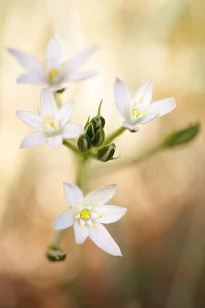 植物精油功效多 巧用精油美容护肤 (3) - 七丽女