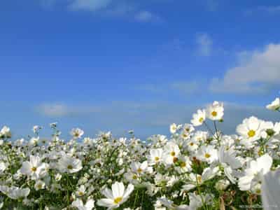 植物精油功效多 巧用精油美容护肤 (6) - 七丽女