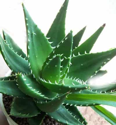 解析芦荟胶的作用 分享简单有效的芦荟祛痘方