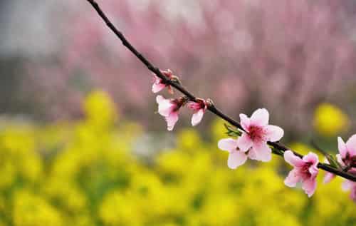 春季养生保健小常识 推荐补血食谱 (3) - 七丽女性网