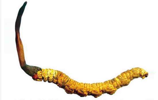 五菱征程 改房车,现代第一代酷派,李恩率maxim