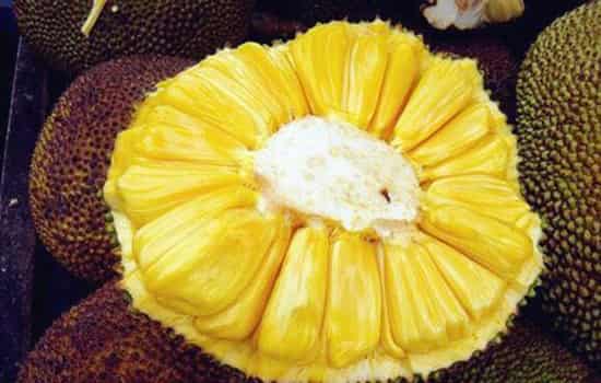 判断菠萝蜜是否成熟的方法