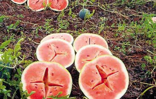 西瓜空心的原因