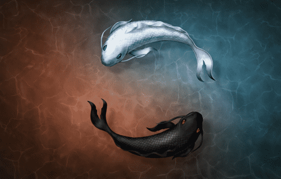 属狗的适合养什么鱼 这种锦鲤才是旺财的不二