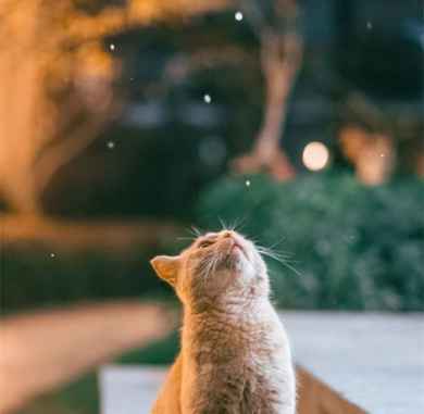 好好生活的句子 生活是开水,不论冷热