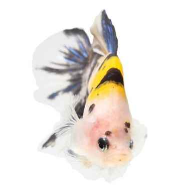 养鱼为什么要养单数 养鱼双数是大忌