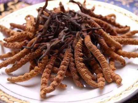 夏草的功效和作用主治 5acabb3f70743_450_0.jpg