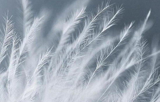 u=252**2594,3824**2637&fm=173&app=25&f=JPEG.jpg