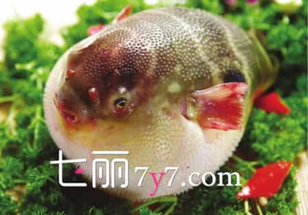 爱养生:固精丸属补肾壮阳保健品 为何成了最好的壮阳药