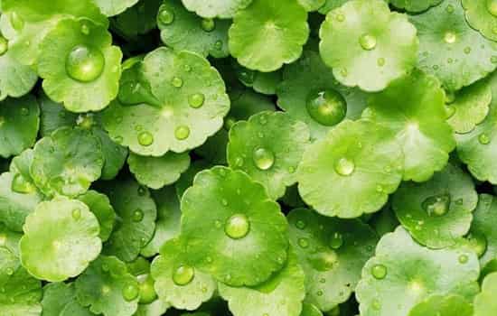 金钱草的功效与作用结石患者的救命草