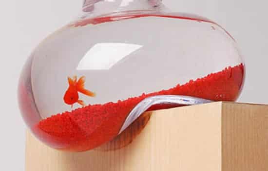 店铺养什么鱼招财,开店养什么鱼好,店铺养什么