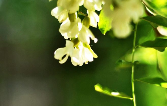 关于教师节的诗句古诗 古人都是这样写诗赞美