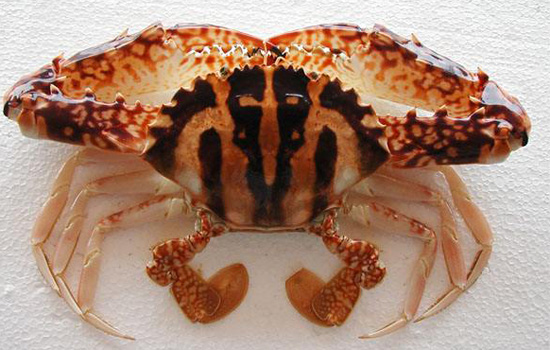 生活 健康 螃蟹红花蟹的重量从0.3斤-1.