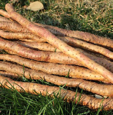 干山药片的功效与作用