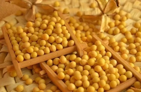 黄豆的功效与作用 黄豆这么好但是这三点你要知道了