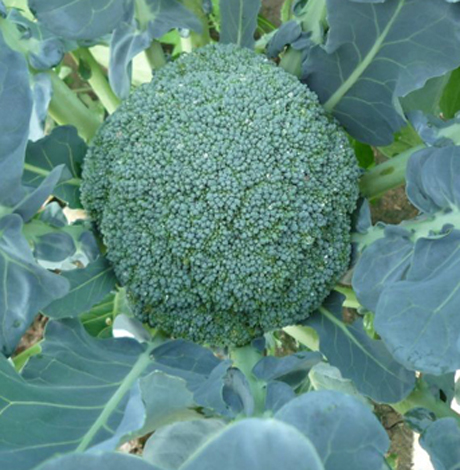 西兰花和花菜有什么区别 西兰花与菜花营养成分对照表