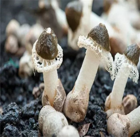 冬季吃菌菇的好处 这6种菌菇你千万别错过