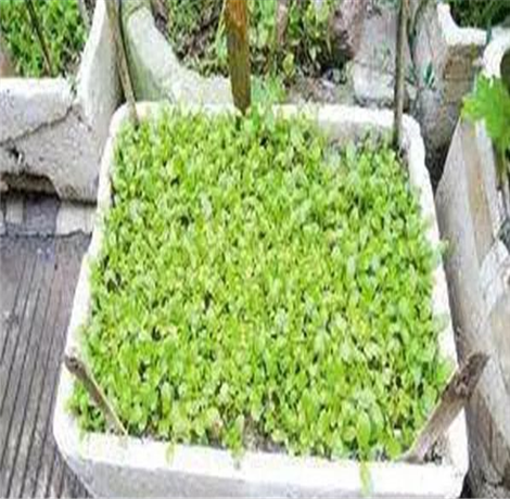 泡沫箱种菜有毒吗 关于泡沫箱种菜问题分析