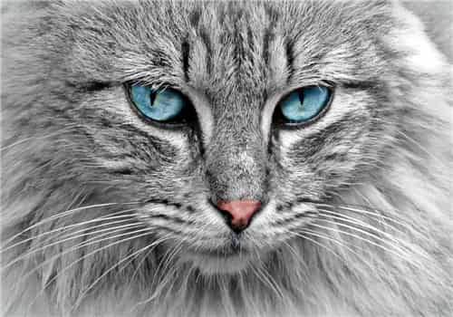 做梦梦到猫 做梦梦到猫