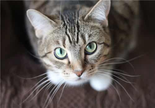 做梦梦到猫