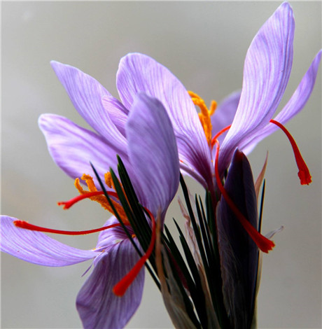 藏红花什么时候喝最好