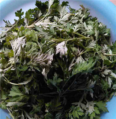 艾叶的烟对身体有害吗 少量吸入危害可忽略