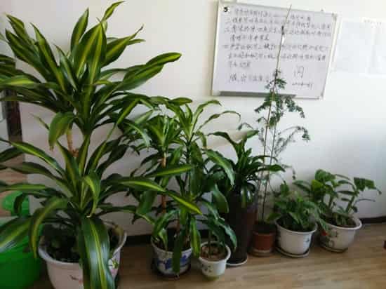 室内潮湿适合养什么花