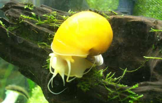 田螺和福寿螺的区别