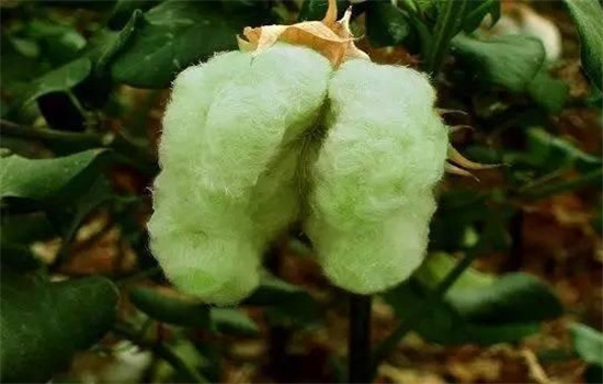 有机彩棉是什么详细介绍它的优缺点吧