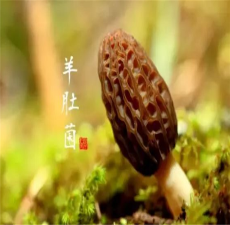 羊肚菌的家常做法 在家也能做出大厨味儿