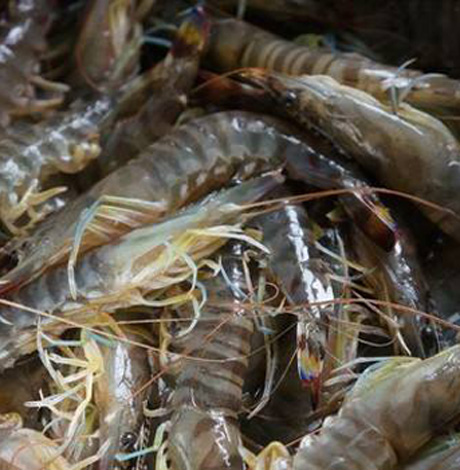 基围虾是海虾还是河虾 海虾和河虾有什么区别