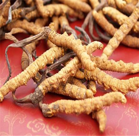 冬虫夏草的功效与吃法 冬虫夏草药用价值介绍