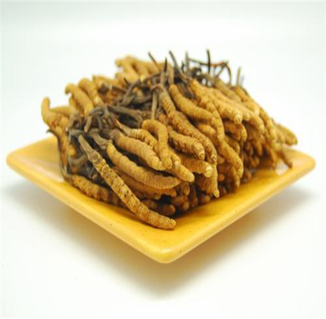 冬虫夏草的药用功效 虫草这样吃功效翻倍