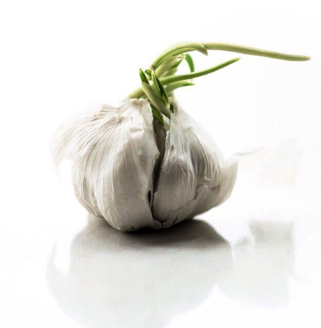 大蒜发芽还能吃吗 以前扔了真是浪费