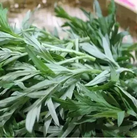 吃艾草的功效与作用 它可是女人的保护草