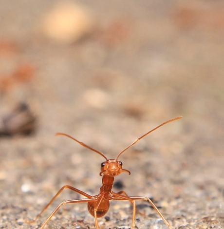 梦的密语，解析梦到很多蚂蚁的深层含义——是否预示着麻烦的降临？