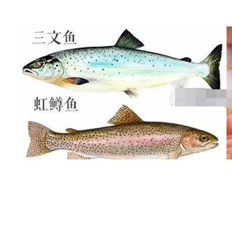 虹鳟鱼和三文鱼的区别 你吃的三文鱼可能只是虹鳟鱼