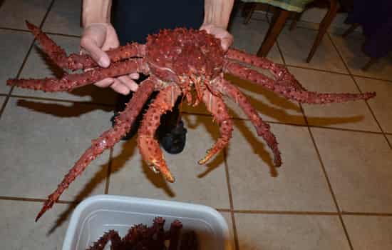 帝王蟹和皇帝蟹的区别帝王蟹其实不是真正的螃蟹