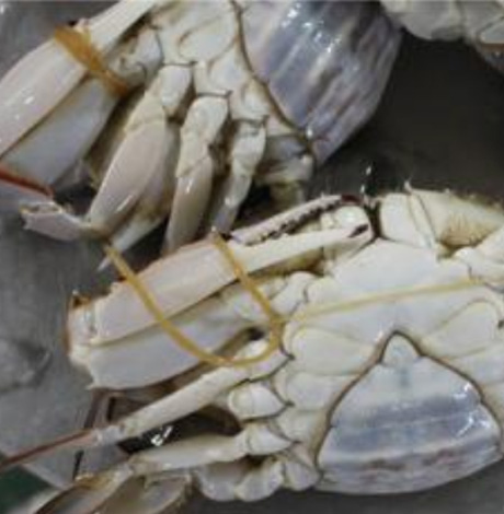 大闸蟹可以冷冻吗
