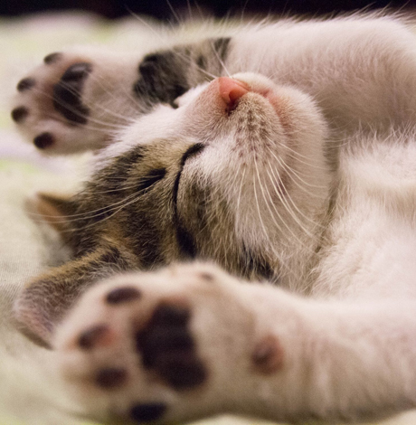 家里有猫怎么驱蚊 如何驱蚊不伤猫
