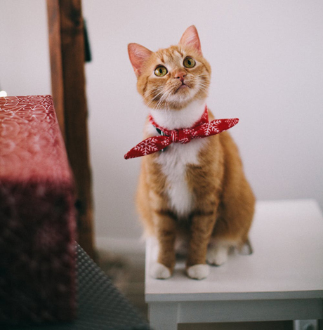 驱蚊酯对猫咪有害吗 为何被称为“猫毒药”