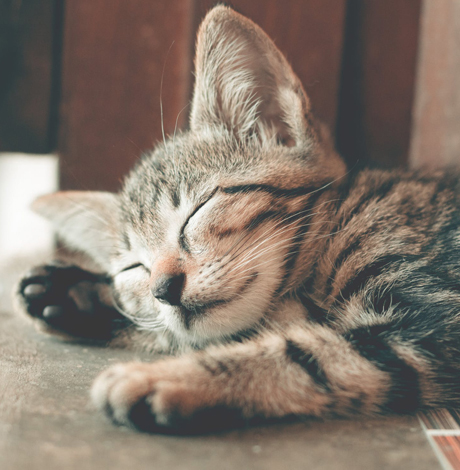 夏天猫会中暑吗 猫咪中暑急救手册