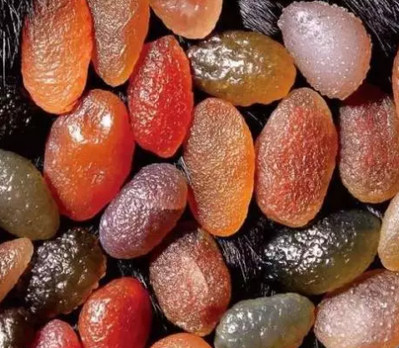 什么是糖心玛瑙