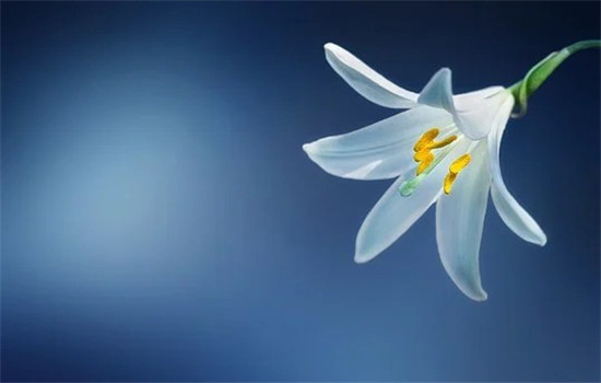 花呗怎么取消升级 花呗变成信用购上征信系统吗