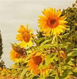 藏公奇方九毒膏的作用与功效是什么(藏王九毒膏功效)