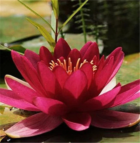 草本痔舒宁修复霜的说明书(藏红花痔舒宁说明书)