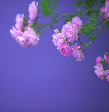《两个人的小森林》原著小说是什么 原著小说讲的什么故事