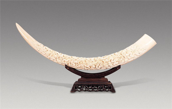 象牙有什么作用与功效这些功效你绝对想不到