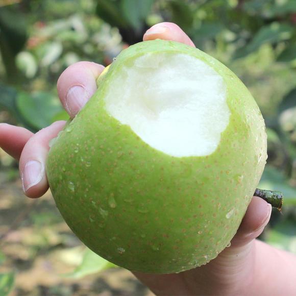 翠冠梨的热量(热量低的食物)